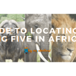 A Guide to Locating the Big Five in Africa