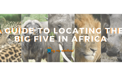 A Guide to Locating the Big Five in Africa