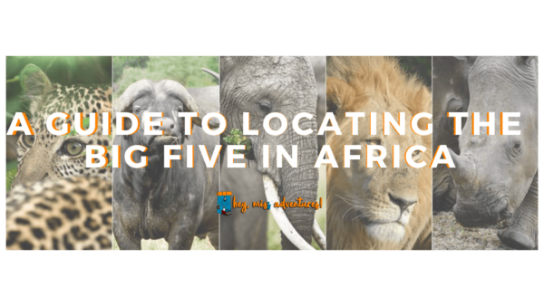 A Guide to Locating the Big Five in Africa | Hey, Miss Adventures!