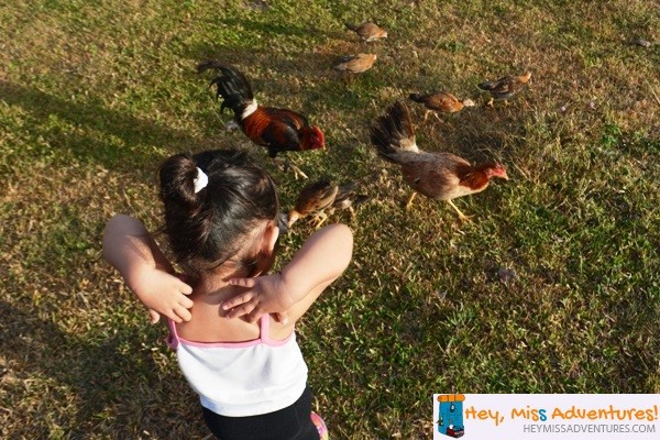 Camping at Mt. Naupa, Naga, Cebu With A Toddler || heymissadventures.com