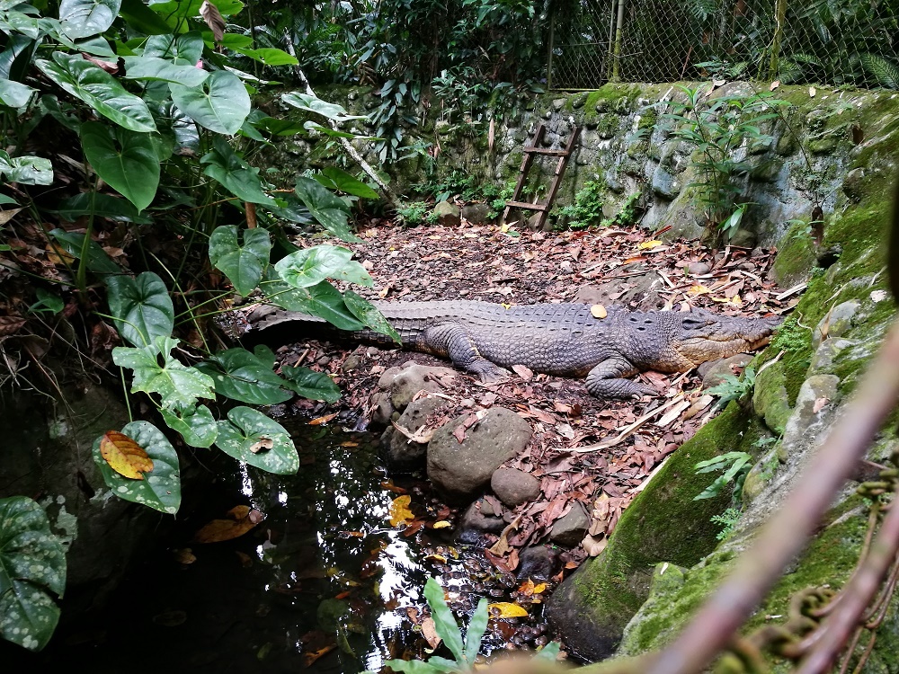 philippine eagle center